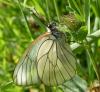 Aporia crataegi